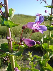 penstemon spectabilis